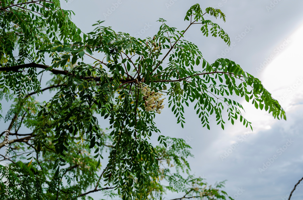 Fototapeta premium Tree Branch On Background Of Sky