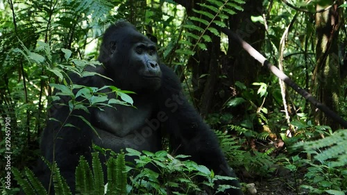 Silverback mountain gorilla, Bwindi, Uganda