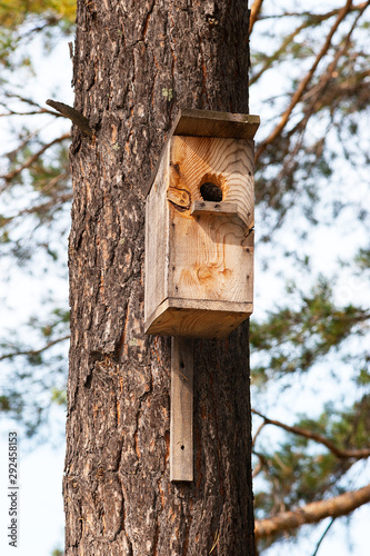 Birdhouse on a pine in the forest