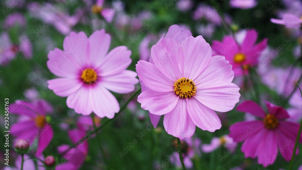 Garden cosmos flower bloom in garden. Beautiful pink flowers in nature. Garden cosmos flower bloom in garden. Beautiful pink flowers in nature.