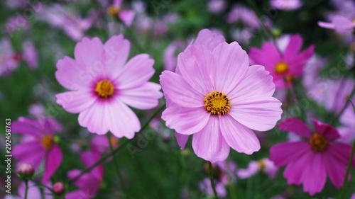 Garden cosmos flower bloom in garden. Beautiful pink flowers in nature.