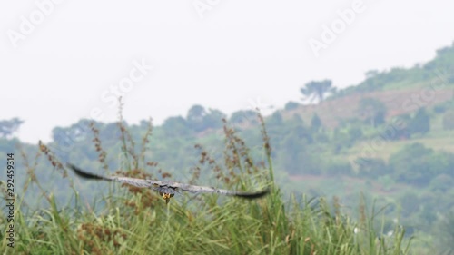 Purple heron flying away