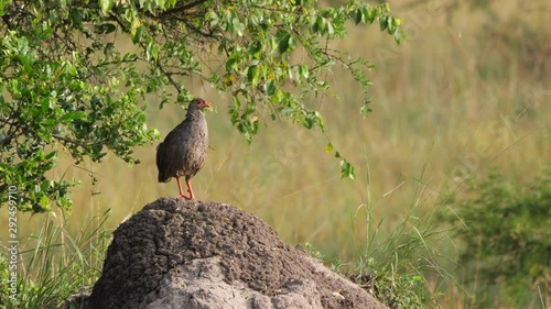 Red-necked Spurfowl/Francolin - Pternistis afer