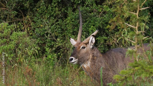 Defassa waterbuck with a broken horn, Uganda