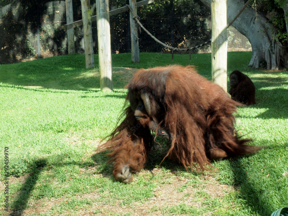 Fototapeta premium Rusti the Orangutan walking around at the Honolulu Zoo