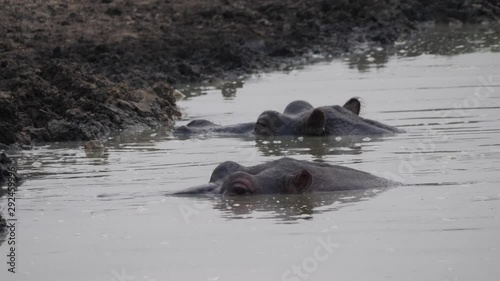 Hippos almost under water