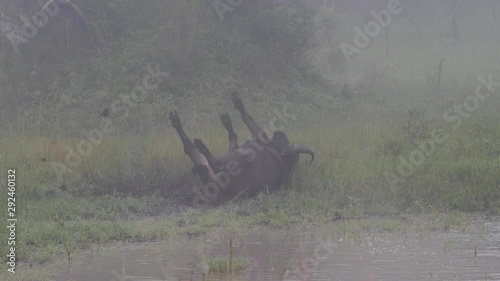 African buffalo - Syncerus caffer caffer