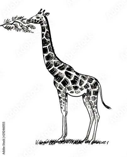 Photography Giraffe animal eating leaves from the tree