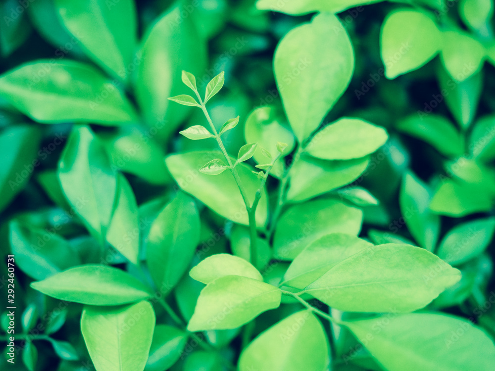 Obraz premium Beautiful green leaf texture background