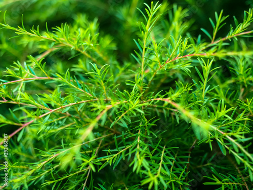 Background texture green bushes, in the garden