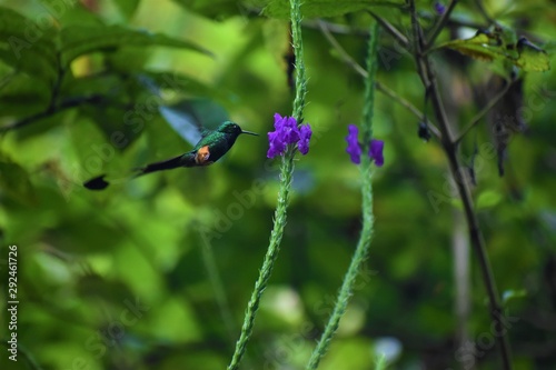 booted racket-tail