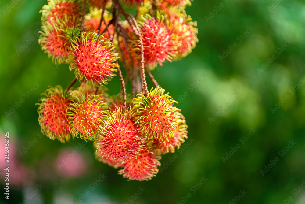 Rambutan ripe on the branches of rambutan trees Rambutan ripe on the branches of rambutan trees