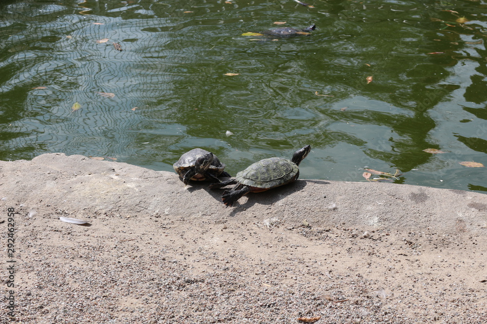 Fototapeta premium Turtles bask in the sun with their legs extended.