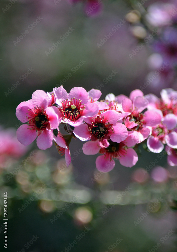 Obraz premium Piękne australijskie różowe drzewo herbaciane, Leptospermum scoparium, rodzina Myrtaceae. Endemiczny dla południowo-wschodniej Australii w Nowej Południowej Walii, Wiktorii i Tasmanii.