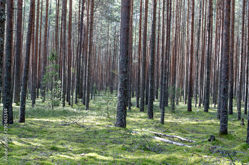 Beautiful piny wood on a sunny summer day