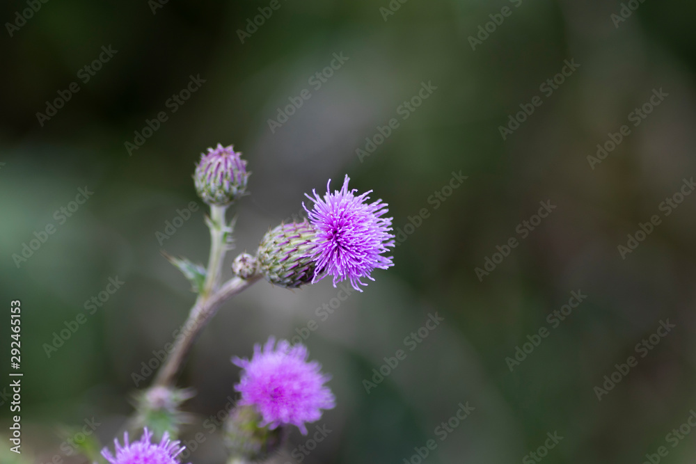 Silybum Marianum, Milk Thistle flower head, native of Southern Europe through to Asia, with shallow depth of field Silybum Marianum, Milk Thistle flower head, native of Southern Europe through to Asia, with shallow depth of field