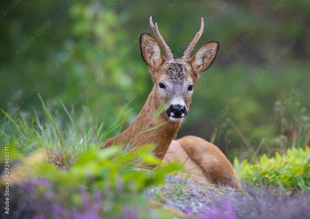 Wild Deer lying and resting in the beautiful Wild Deer lying and resting in the beautiful