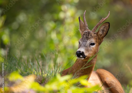 Wild Deer lying and resting in the outdoors