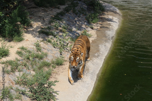  A tiger walks along a canal of water at a zoo