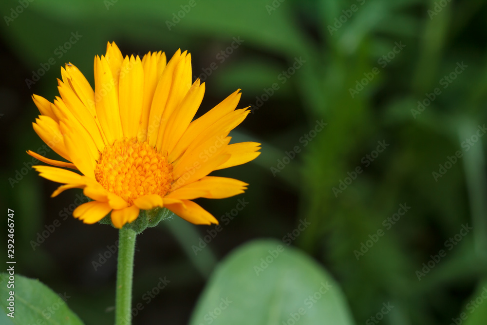 Summer background with marigold flower in sunlight. Summer background with marigold flower in sunlight.