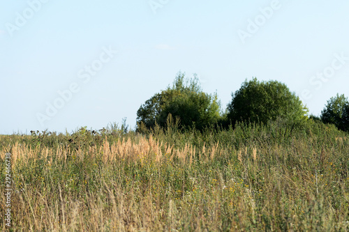 Summer meadow lit by the evening sun. Natural background