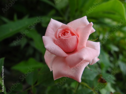 pink rose with green background