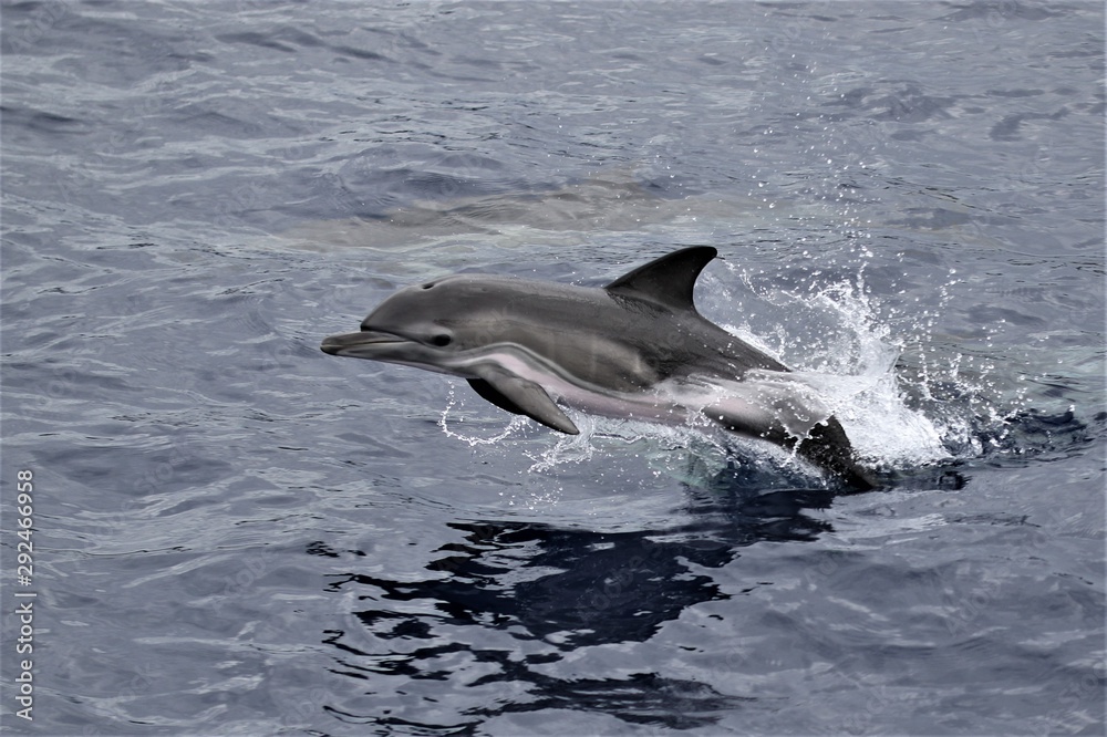 Fototapeta premium Dauphin