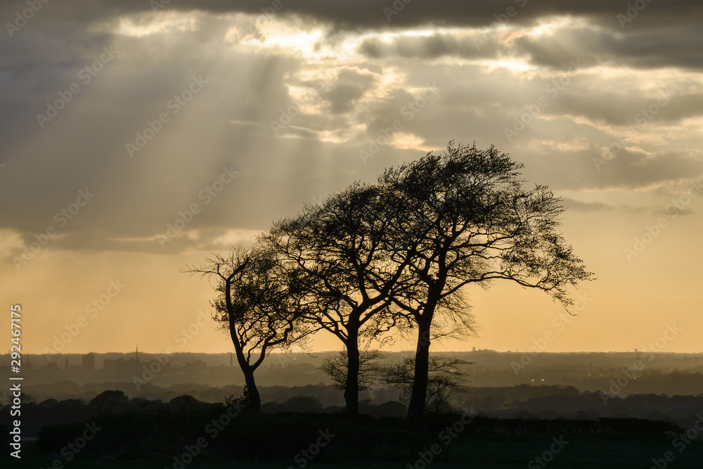Silhouette of three trees [3]