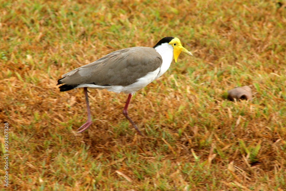 Naklejka premium aUSTRALIE