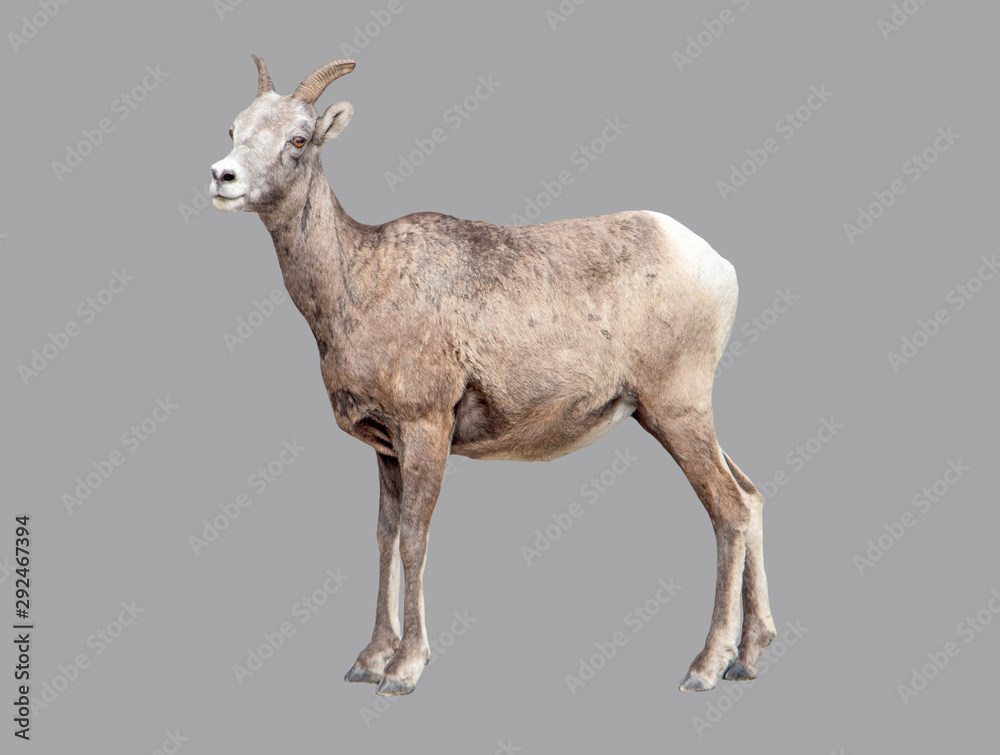 Fototapeta premium Mountain goat on an isolated background.
