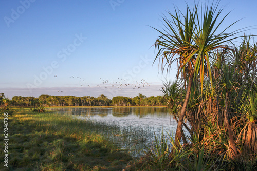 Tropical wetland with paperbark (Melaleuca) reflected in water, Darwin, Australia