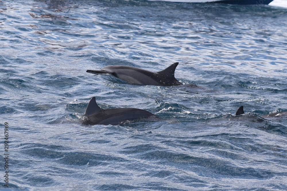 Fototapeta premium Dauphin