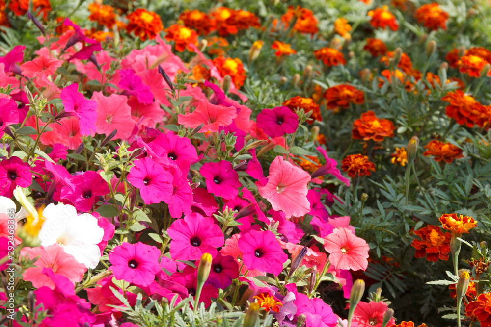 Beautiful flowers background, many bright flowers of different colors in daylight