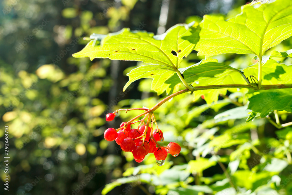 the viburnum berries wet with morning dew the viburnum berries wet with morning dew