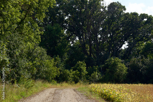 Landscape view of a country dirt road lined with trees and a corn field