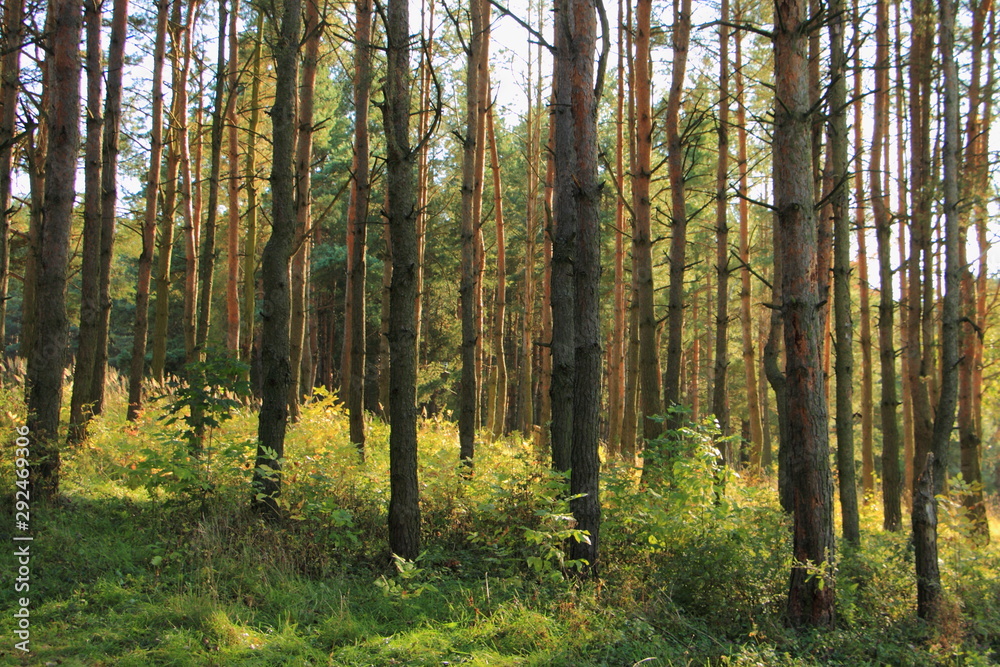 European autumn pine forest, the sun's rays Shine through between the tree trunks European autumn pine forest, the sun's rays Shine through between the tree trunks
