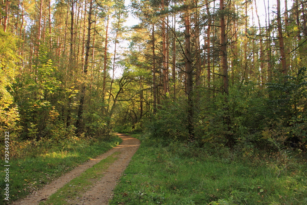 Pathway in autumn European pine forest with sun Shine through the trees Pathway in autumn European pine forest with sun Shine through the trees