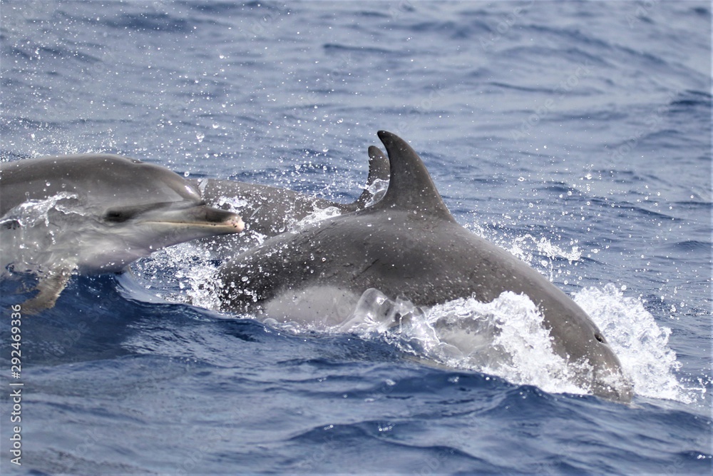 Obraz premium Açores