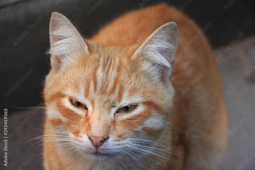 Sly red cat with narrowed eyes Sly red cat with narrowed eyes