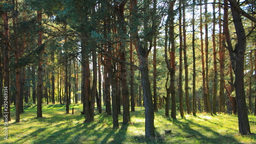 European autumn pine forest  the sun s rays Shine through between the tree trunks with shadows on green grass