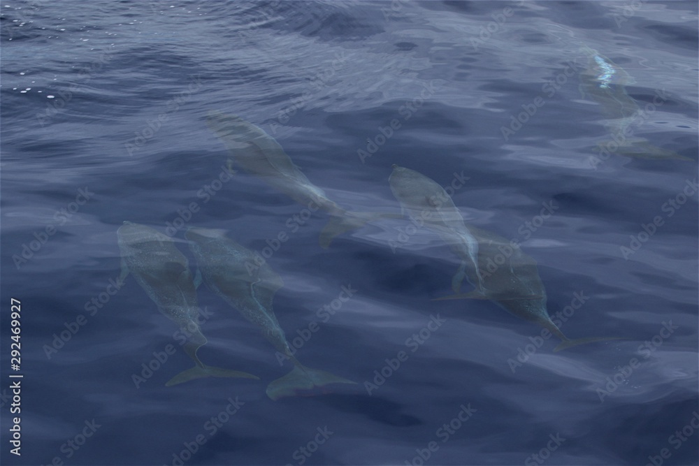Fototapeta premium Dauphin Açores