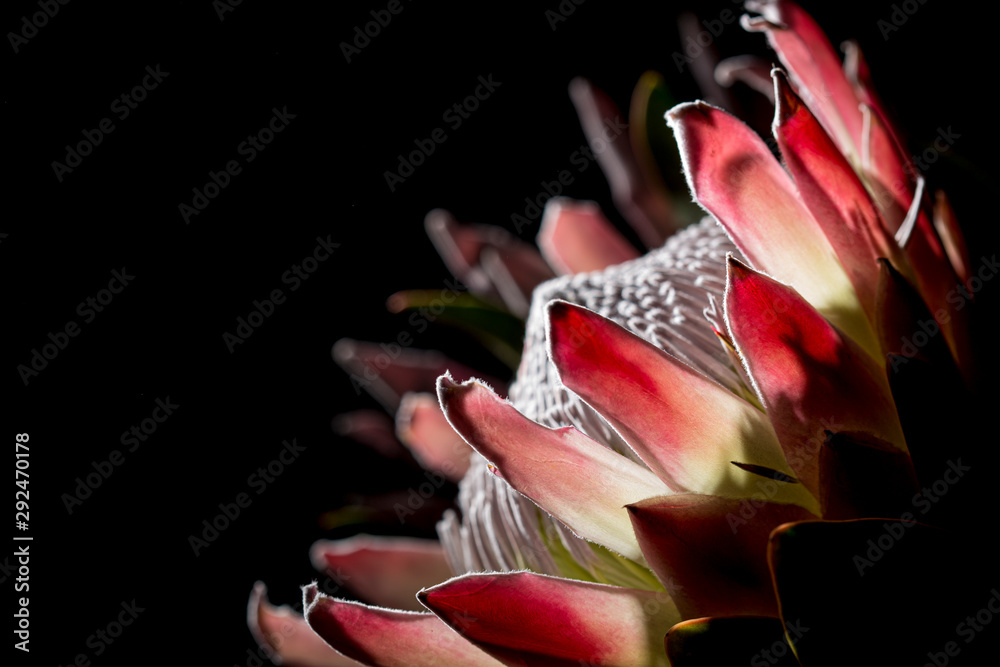 Pink exotic King protea flower macro still detail of petals isolated on a solid black background - obrazy, fototapety, plakaty 
