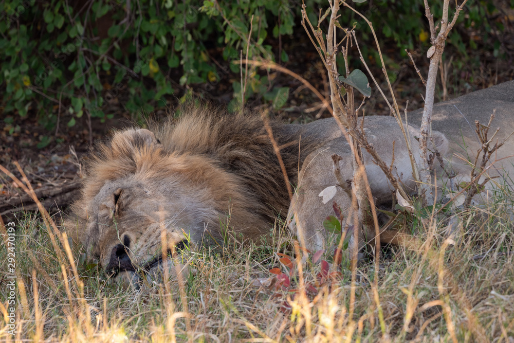 Male Lion Sleeping in Chobe National Park Male Lion Sleeping in Chobe National Park
