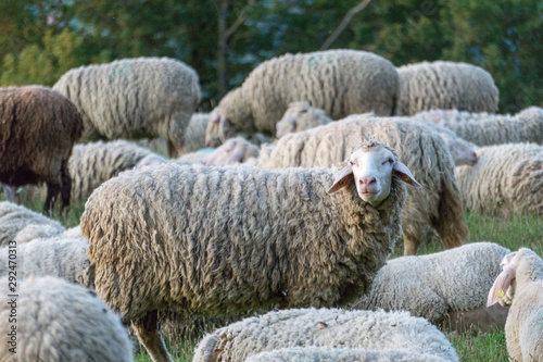 helle Schafe am grasen auf einer grünen Weide im Sommer Abend