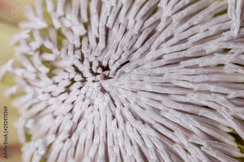 Blossom,Decoration,Flower,In Bloom,Nature,Pattern,Plant,protea,nature background,south african flower,protea cynaroides,Pistil,Petal,Macrophotography,king sugar bush,Cut Out,Close-up