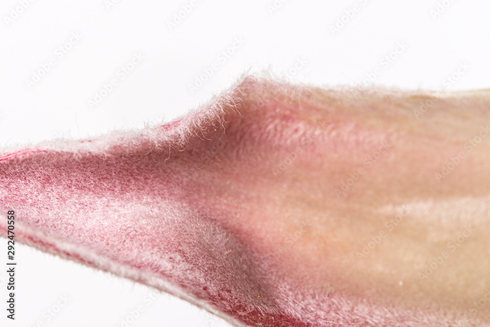 Fototapeta premium King protea hairy petals on a white background on a macro nature still