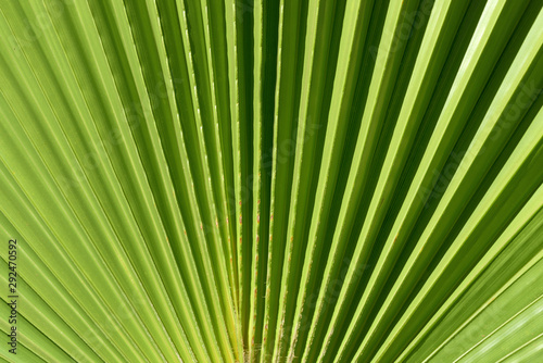 Close-up and background of green leaf of a fan palm with folds in the summer in Italy