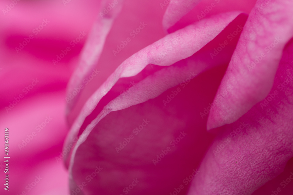 rose abstract macro, shallow depth of field