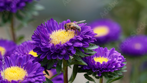 Callistephus chinensis | Sommeraster oder Gartenaster mit Blüte als Futterquelle sind für Bienen und andere Insekten interessant photo