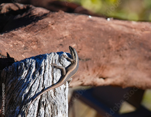 African Striped Skank (Trachylepis striata) photo